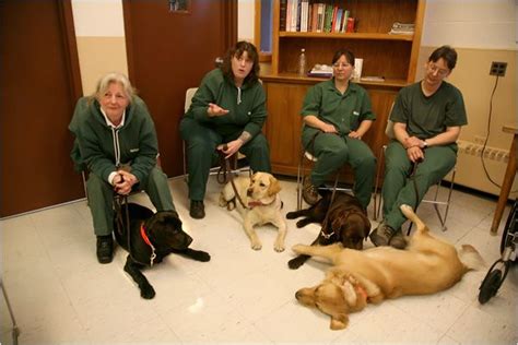 Puppies Behind Bars.